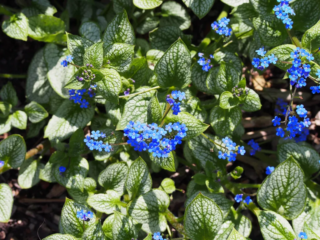Brunnera macrophylla care guide (Brunnera macrophylla) – flowers in close-up, plant photo