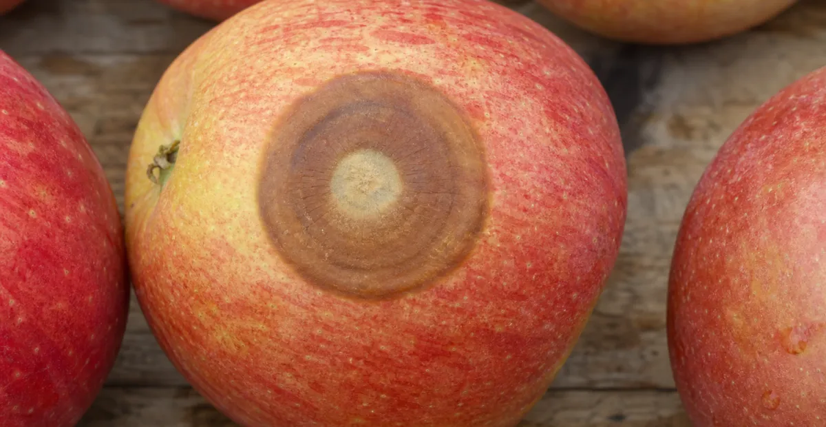 Bull’s-eye Rot and Perennial Canker