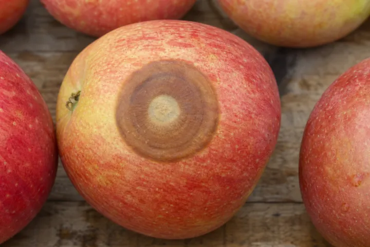 Bull’s-eye Rot and Perennial Canker