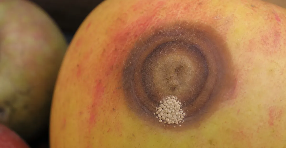 Bull’s-eye Rot Caused by Neofabraea alba