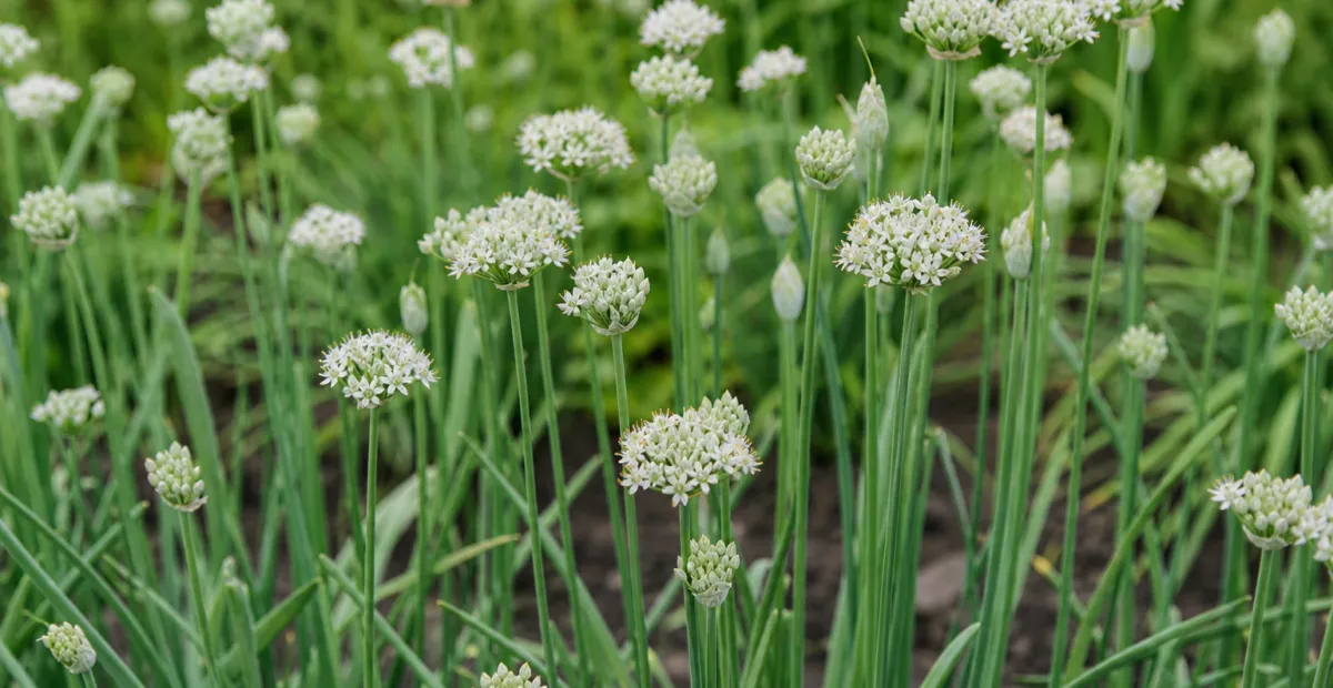 bunching onion (Allium fistulosum) – plant photo