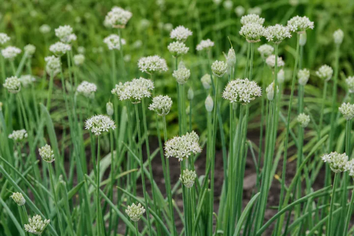 Allium fistulosum