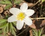 Buschwindröschen (Anemone nemorosa) – Pflege