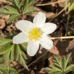 Buschwindröschen (Anemone nemorosa) – Pflanzenfoto