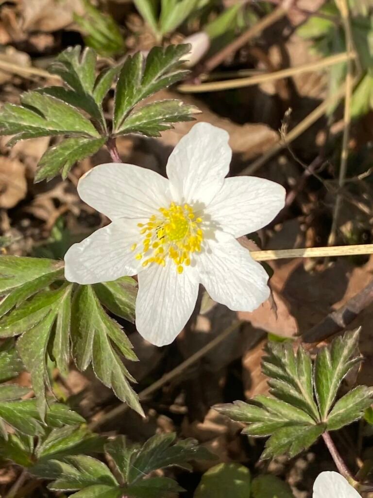 Anemone nemorosa