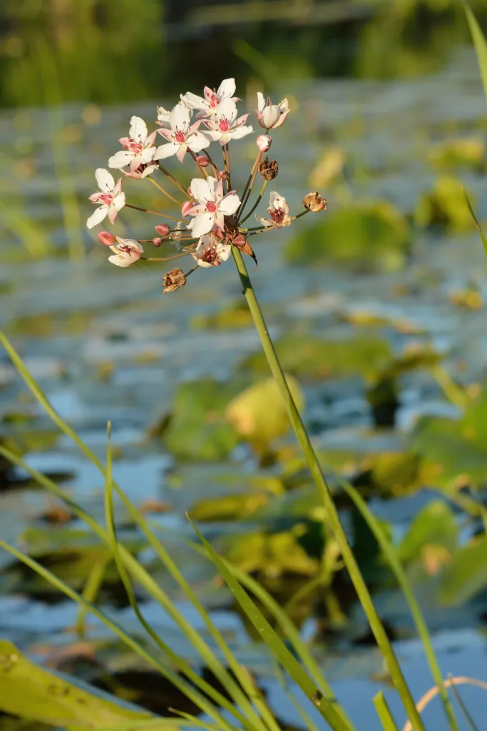 Flowering-rush (Butomus umbellatus) – characteristic appearance, plant photo