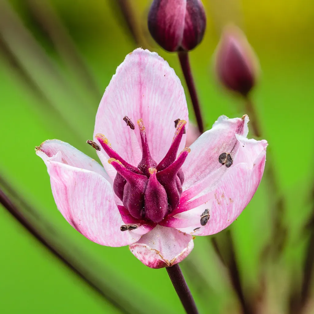 Flowering-rush (Butomus umbellatus) – flowers in close-up, plant photo