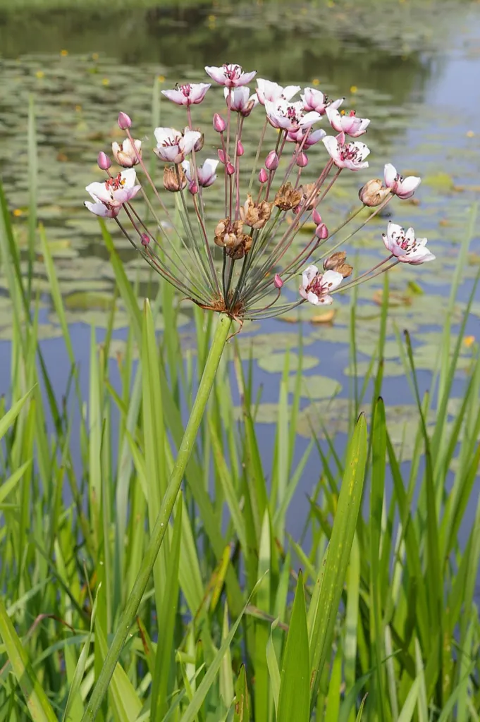 Flowering-rush (Butomus umbellatus) – flowers in close-up, plant photo