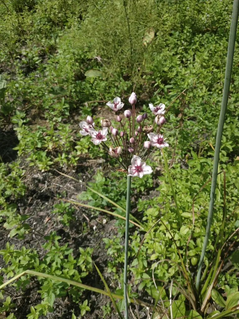 Flowering-rush (Butomus umbellatus) – characteristic appearance, plant photo