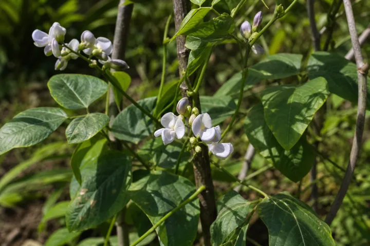 Phaseolus lunatus