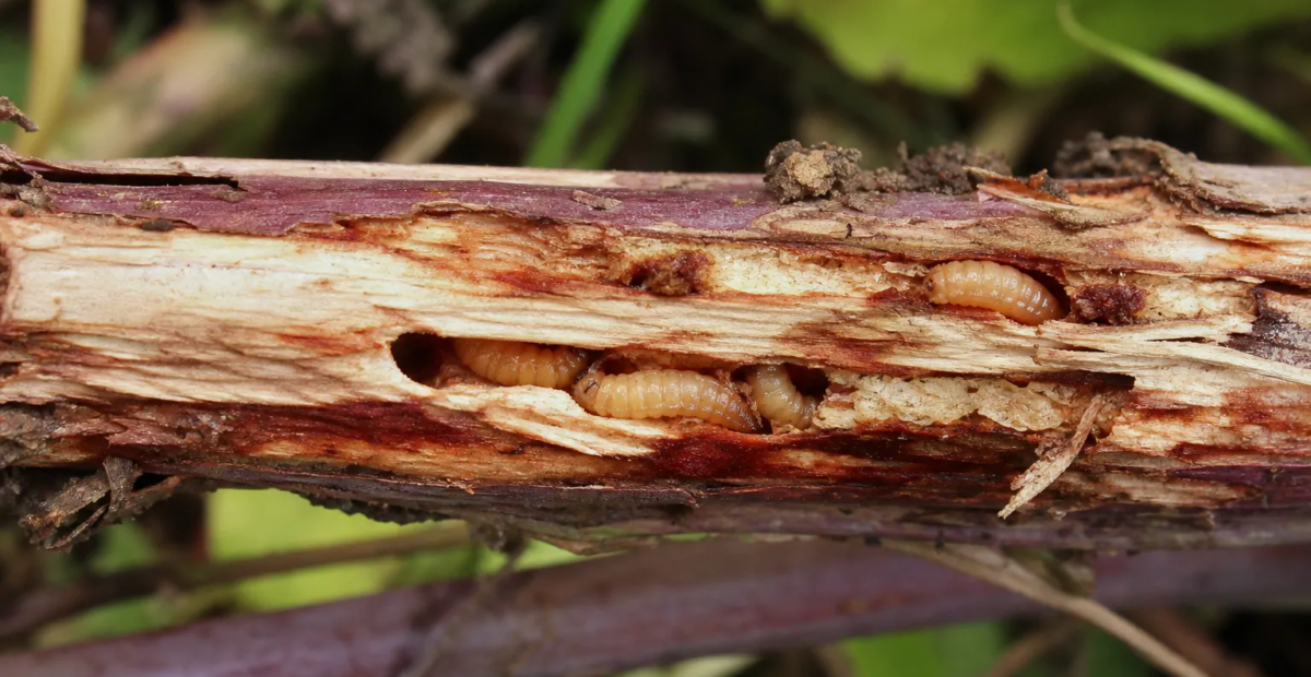 Byľomor malinový