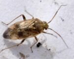 Bzdôška obyčajná (Lygus rugulipennis)