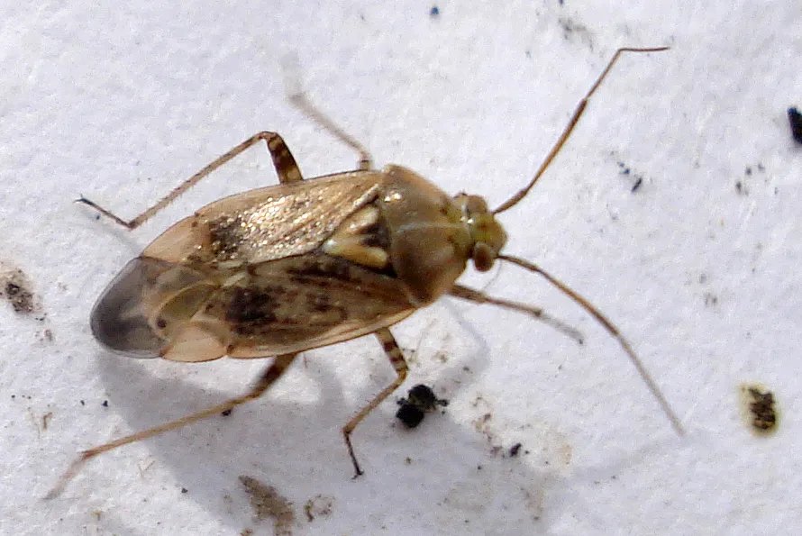 Bzdôška obyčajná (Lygus rugulipennis)