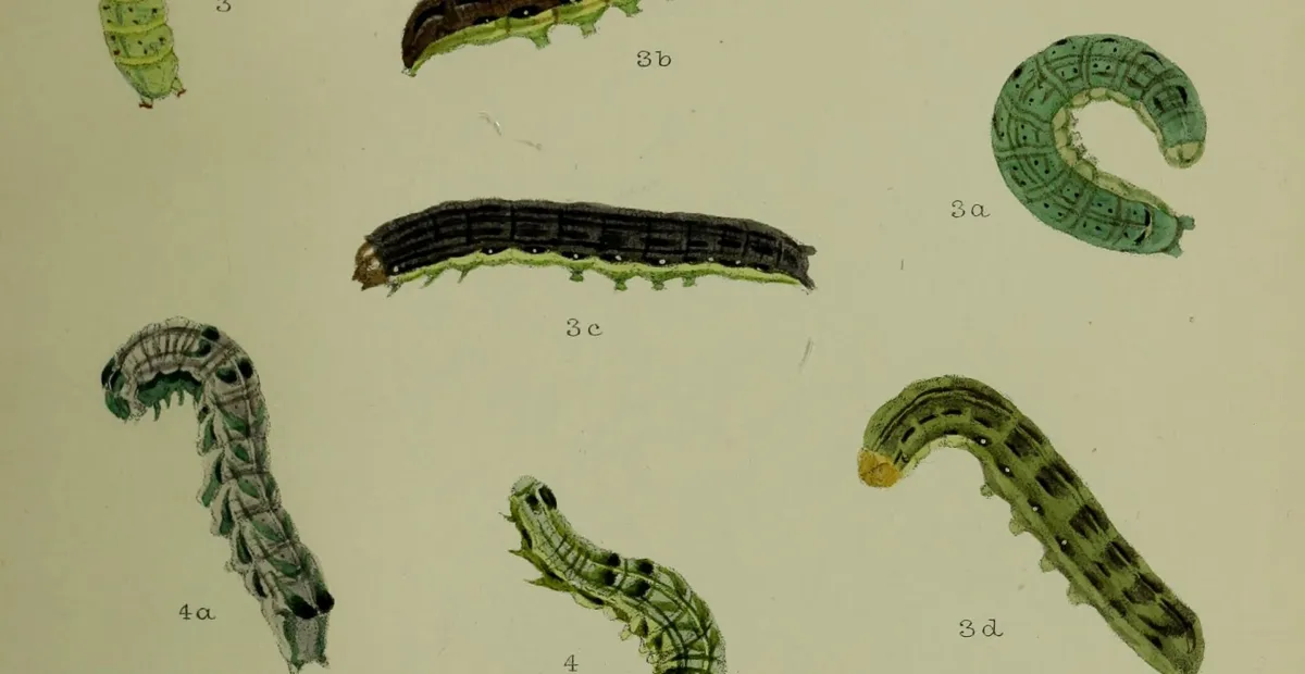 Cabbage moth