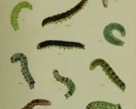 Cabbage moth