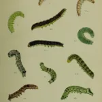 Cabbage moth