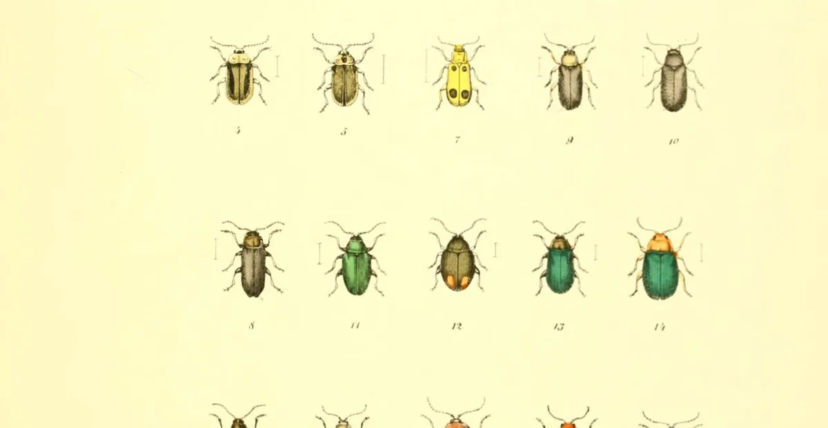 Cabbage Stem Flea Beetle