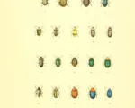 Cabbage Stem Flea Beetle