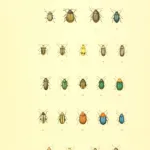 Cabbage Stem Flea Beetle