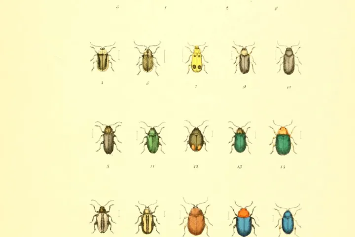 Cabbage Stem Flea Beetle