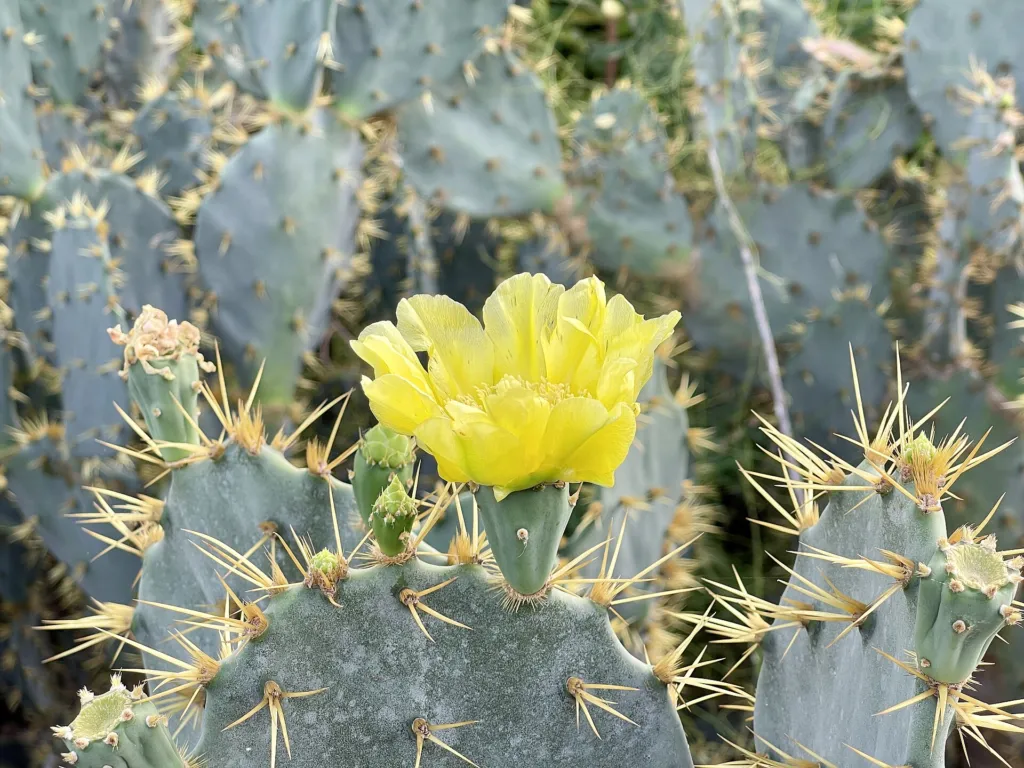 Kakteengewächse (Cactaceae) – typisches Erscheinungsbild, Pflanzenfoto