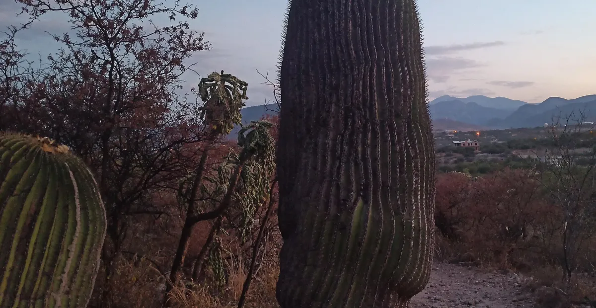 Cactus (Cactaceae) – plant photo