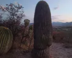 Cactus (Cactaceae) care guide