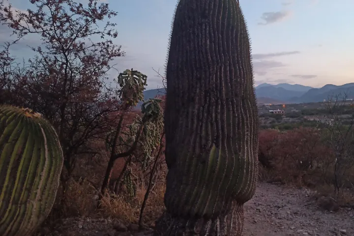Cactaceae