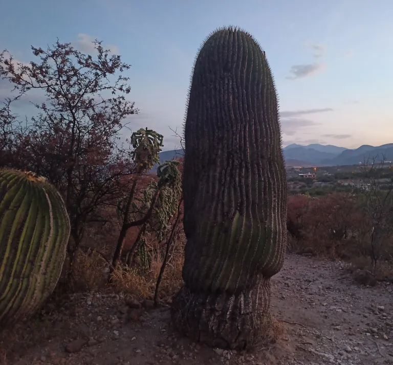 Cactaceae