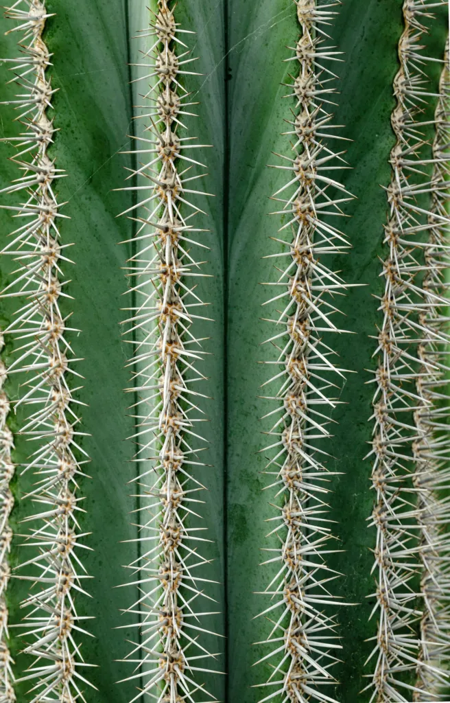Kakteengewächse (Cactaceae) – typisches Erscheinungsbild, Pflanzenfoto
