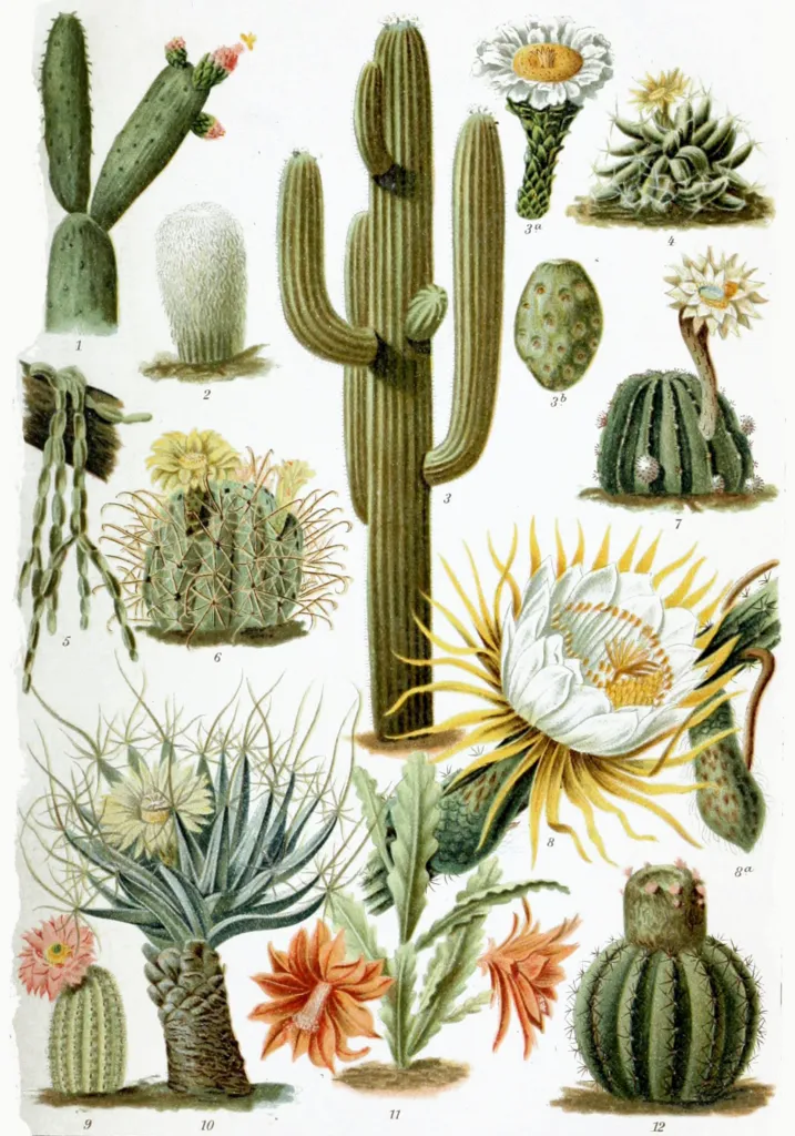 Kakteengewächse (Cactaceae) – typisches Erscheinungsbild, Pflanzenfoto