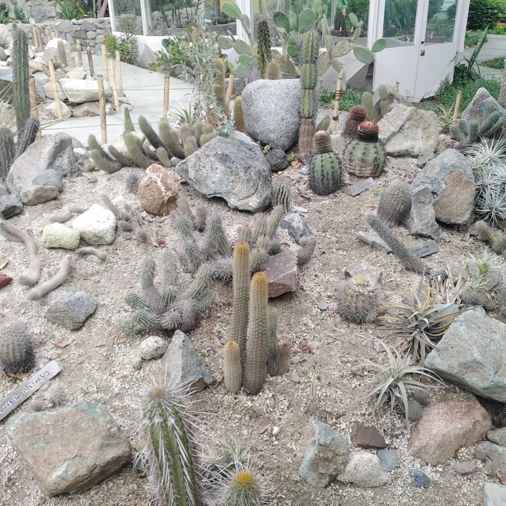 Kakteengewächse (Cactaceae) – typisches Erscheinungsbild, Pflanzenfoto