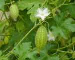 CAIGUA (Cyclanthera pedata) care guide