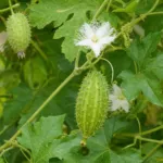 CAIGUA (Cyclanthera pedata) – plant photo