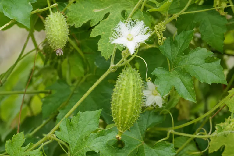 Cyclanthera pedata