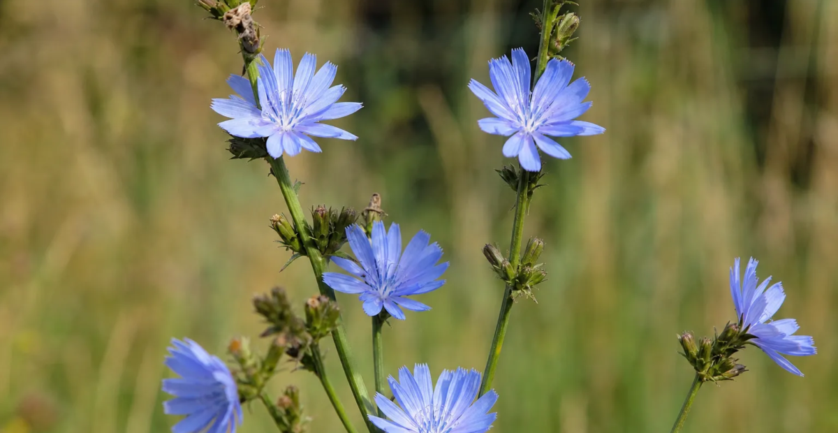 čakanka obyčajná (Cichorium intybus) – fotografia rastliny
