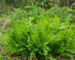 Čakanka štrbáková (Cichorium endivia) – pestovanie a starostlivosť