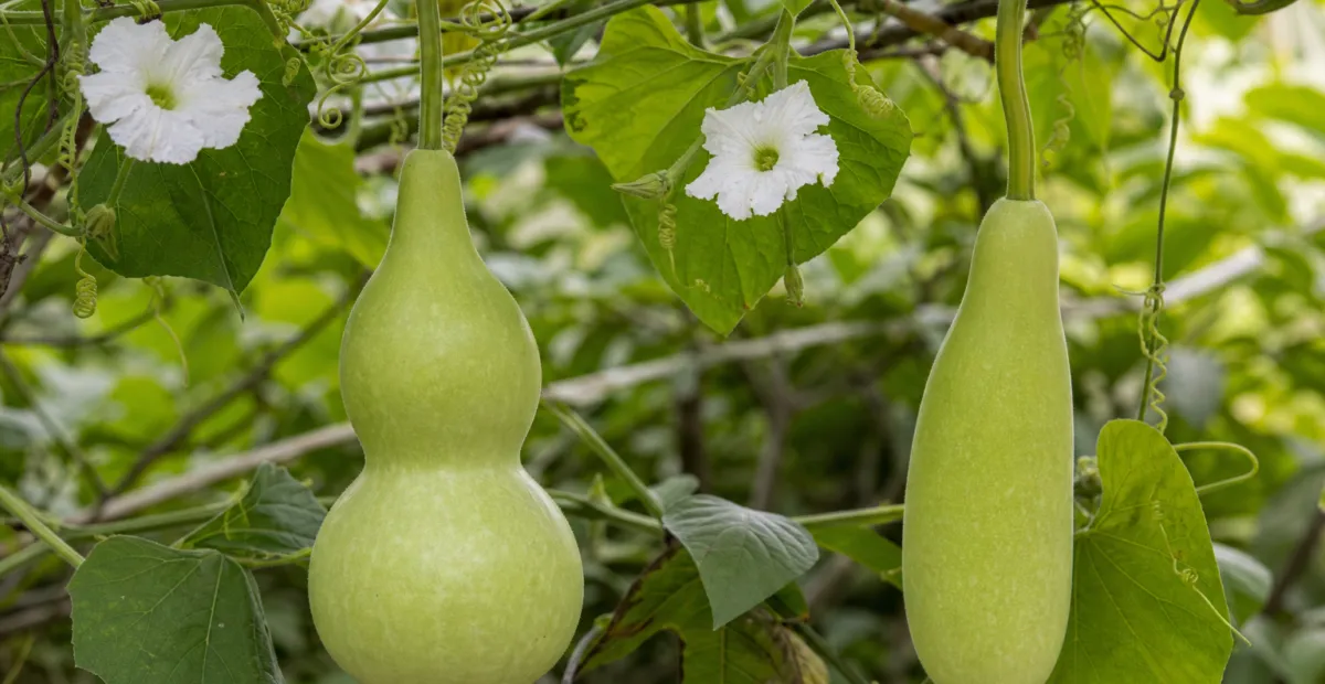 Calabash (Lagenaria siceraria) – plant photo