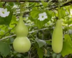 Calabash (Lagenaria siceraria) care guide