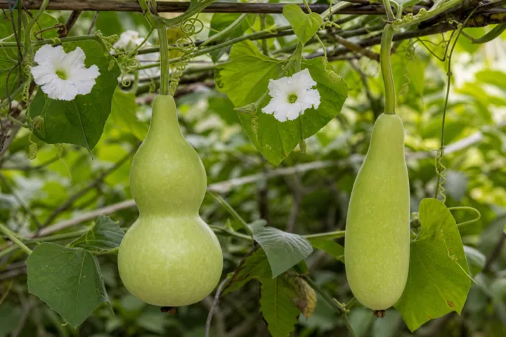 Lagenaria siceraria