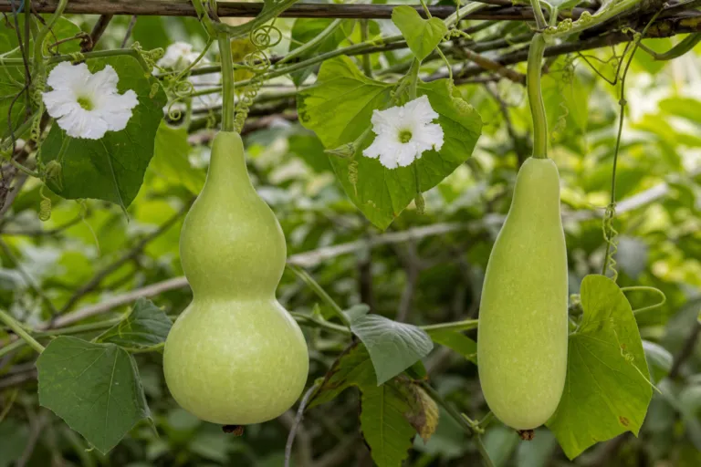 Lagenaria siceraria