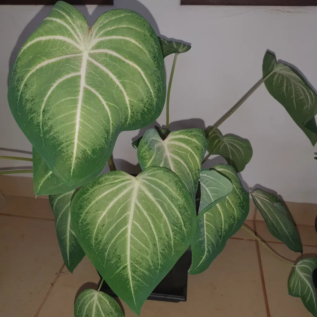 Caladium ‘Aaron’ (Caladium 'Aaron') – characteristic appearance, plant photo
