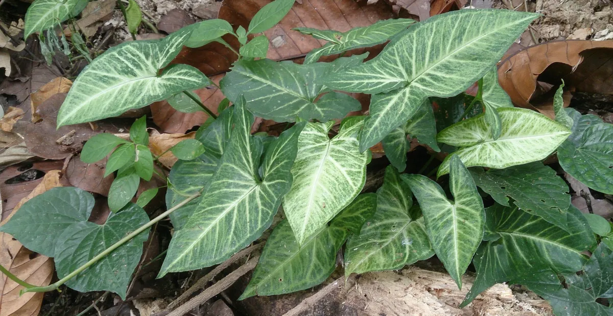 Caladium 'Aaron' – plant photo