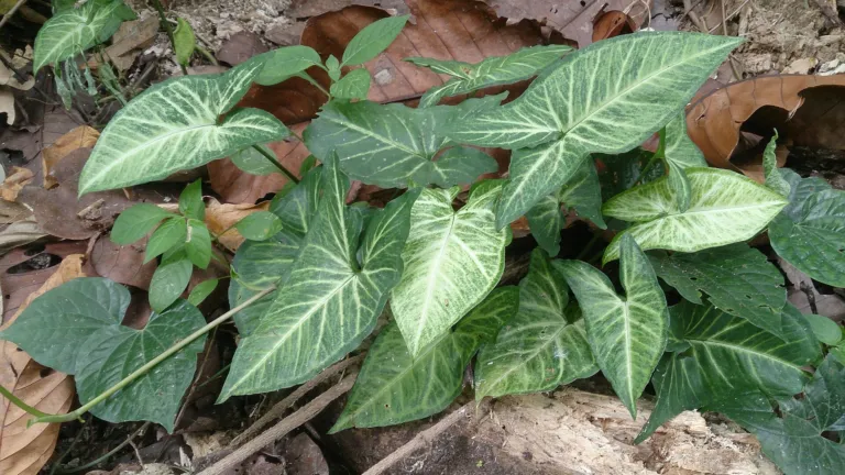 Caladium 'Aaron'