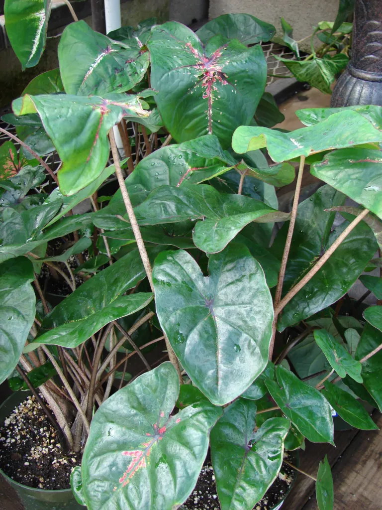 Caladium bicolor – (Caladium bicolor) – im Garten, Pflanzenfoto