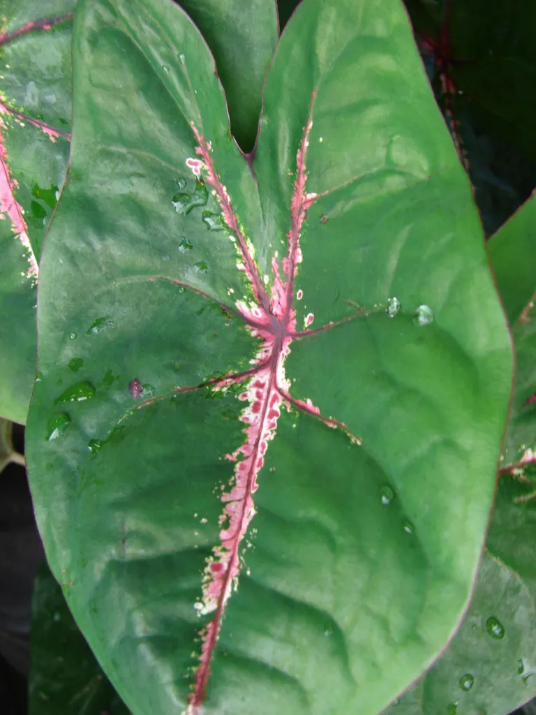Caladium bicolor – (Caladium bicolor) – Blätter und Triebe, Pflanzenfoto