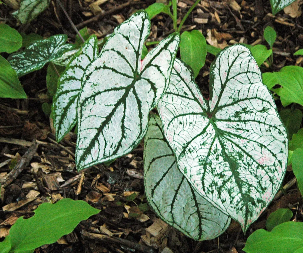 Caladium bicolor – (Caladium bicolor) – Blüten in Nahaufnahme, Pflanzenfoto