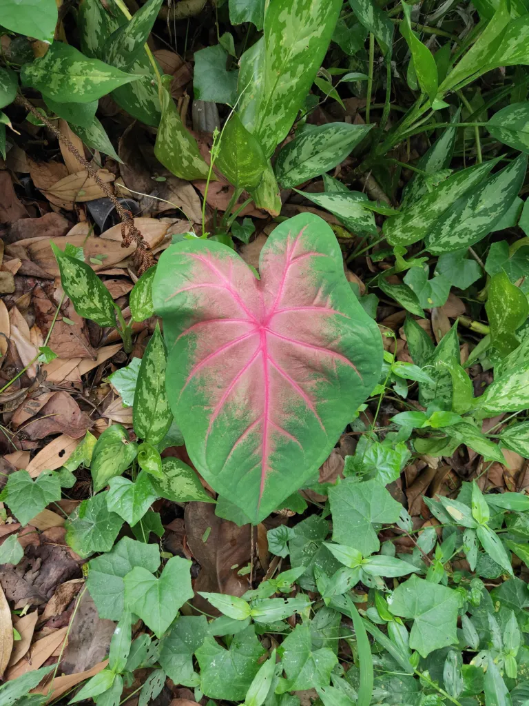 Caladium bicolor – (Caladium bicolor) – typisches Erscheinungsbild, Pflanzenfoto