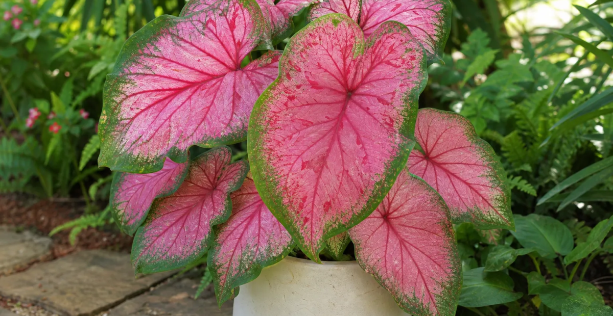 Caladium 'Carolyn Whorton' – fotografia rastliny