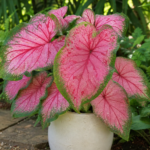 Caladium 'Carolyn Whorton' – fotografia rastliny